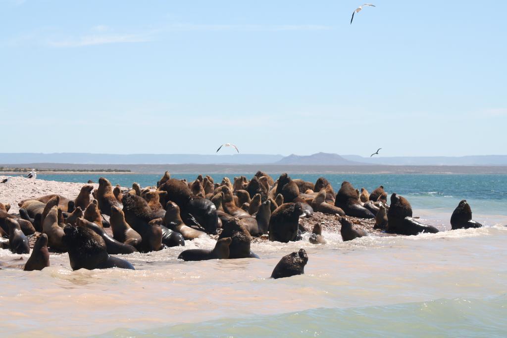 Bahia Bustamante Lodge Zewnętrze zdjęcie